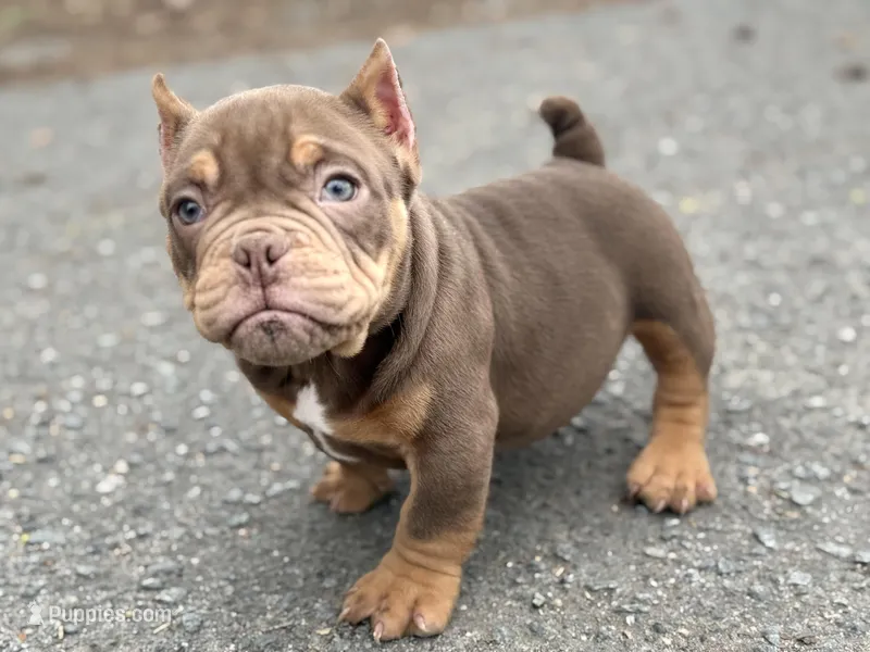 FDO – American Bully puppy for sale in Greensboro, NC