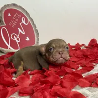 FDO, a male American Bully for sale in Greensboro, NC – Photo 2 of 8
