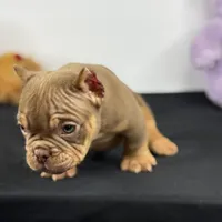 FDO, a male American Bully for sale in Greensboro, NC – Photo 1 of 8