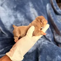FDO, a male American Bully for sale in Greensboro, NC – Photo 7 of 8