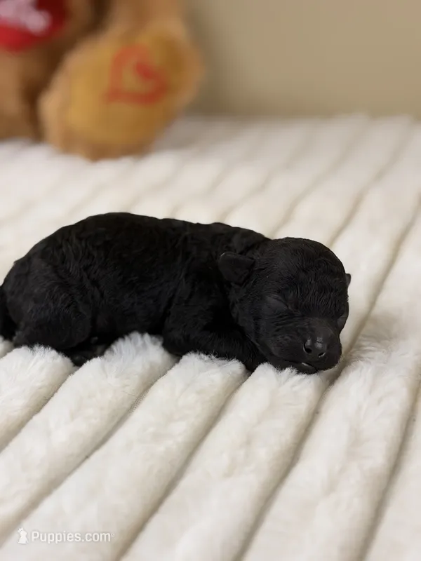 Expresso – Poodle - Miniature  puppy for sale in Greensboro, NC