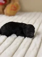 Expresso, a male Poodle - Miniature  for sale in Greensboro, NC – 1 of 2