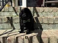Expresso, a male Poodle - Miniature  for sale in Greensboro, NC – 2 of 9