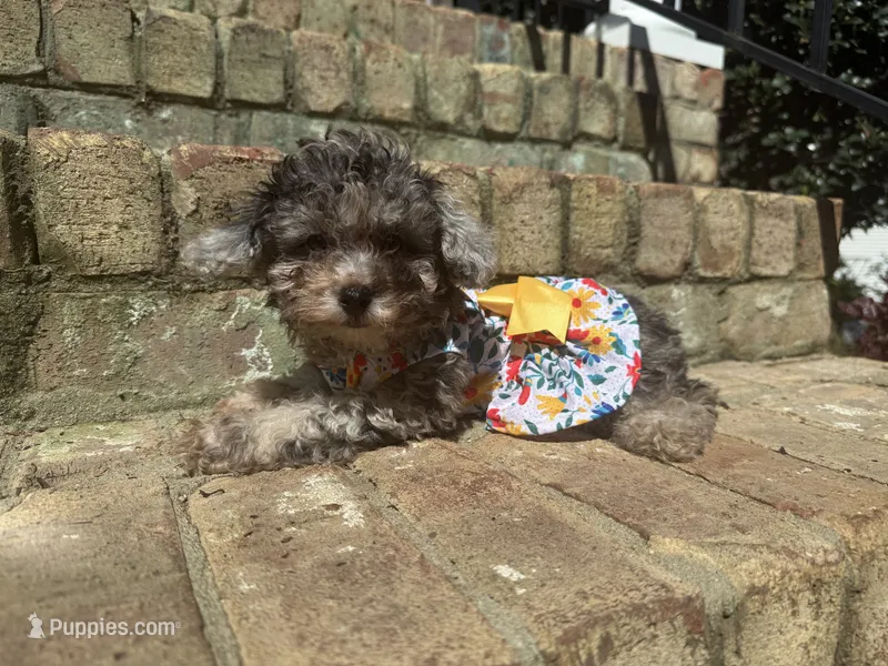 Chai – Poodle - Miniature  puppy for sale in Greensboro, NC