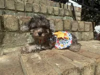 Chai, a female Poodle - Miniature  for sale in Greensboro, NC – 1 of 7