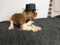Duke Winston, a male Cavalier King Charles Spaniel for sale in Greensboro, NC – 4 of 6