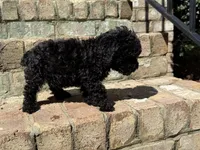 Teddy, a male Poodle - Toy  for sale in Greensboro, NC – 2 of 7