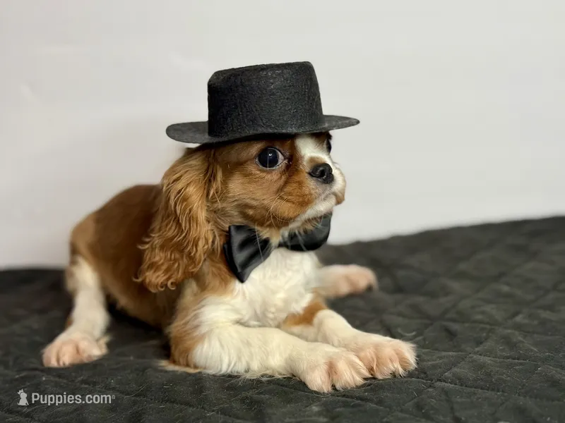 Duke Winston – Cavalier King Charles Spaniel puppy for sale in Greensboro, NC