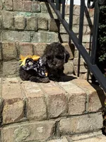 Truffle, a female Poodle - Miniature  for sale in Greensboro, NC – 2 of 7