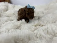 Teddy-H, a male Poodle - Toy  for sale in Greensboro, NC – Photo 4 of 6