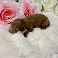 Teddy-H, a male Poodle - Toy  for sale in Greensboro, NC – Photo 6 of 6