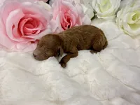 Teddy, a female Poodle - Toy  for sale in Greensboro, NC – Photo 2 of 2