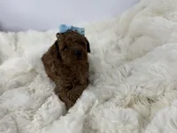 Teddy-H, a male Poodle - Toy  for sale in Greensboro, NC – Photo 2 of 6