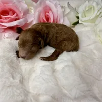Teddy-H, a male Poodle - Toy  for sale in Greensboro, NC – Photo 5 of 6
