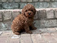 Teddy-H, a male Poodle - Toy  for sale in Greensboro, NC – Photo 1 of 6