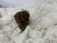 Teddy-H, a male Poodle - Toy  for sale in Greensboro, NC – Photo 3 of 6