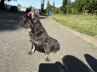 Onyx, a female French Bulldog for sale in Greensboro, NC – 3 of 5