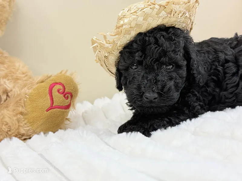 Expresso – Poodle - Miniature  puppy for sale in Greensboro, NC