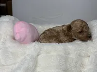 Maple, a female Poodle - Miniature  for sale in Greensboro, NC – 2 of 5