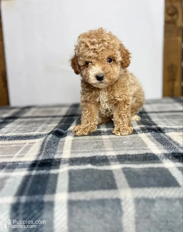Teddy – Poodle - Toy  puppy for sale in Greensboro, NC