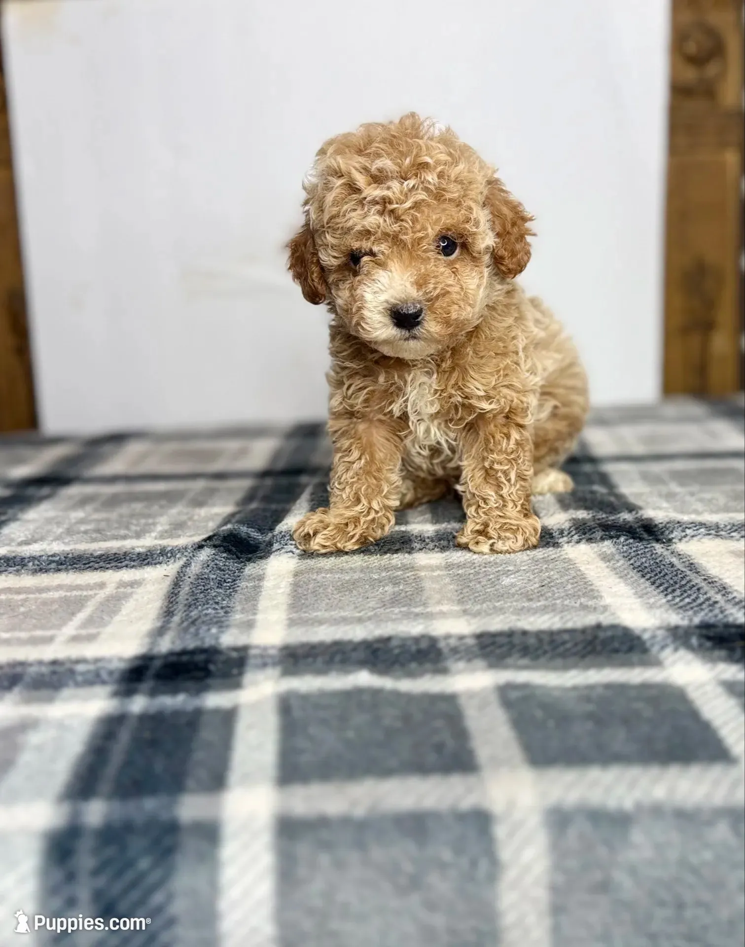 Teddy, a male Poodle - Toy  for sale in Greensboro, NC – 1 of 7
