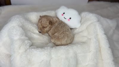 Teddy, a male Poodle - Miniature  for sale in Greensboro, NC – 4 of 4