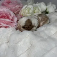 Sir Bentley, a male Cavalier King Charles Spaniel for sale in Greensboro, NC – Photo 2 of 3