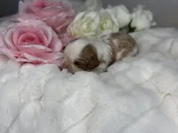 Sir Bentley, a male Cavalier King Charles Spaniel for sale in Greensboro, NC – Photo 2 of 3