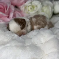 Sir Bentley, a male Cavalier King Charles Spaniel for sale in Greensboro, NC – Photo 1 of 3