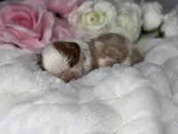 Sir Bentley, a male Cavalier King Charles Spaniel for sale in Greensboro, NC – Photo 1 of 3