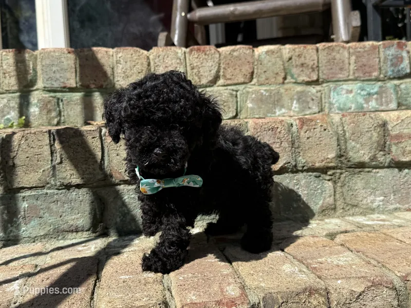 Bentley – Poodle - Toy  puppy for sale in Greensboro, NC