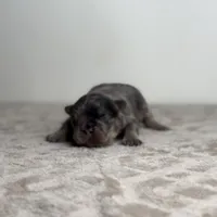 Truffle, a male French Bulldog for sale in Greensboro, NC – Photo 6 of 7