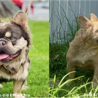 Truffle, a male French Bulldog for sale in Greensboro, NC – Photo 7 of 7