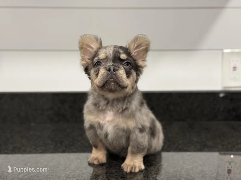 Truffle – French Bulldog puppy for sale in Greensboro, NC