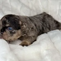 Truffle, a male French Bulldog for sale in Greensboro, NC – Photo 2 of 7