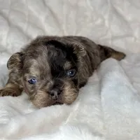 Truffle, a male French Bulldog for sale in Greensboro, NC – Photo 3 of 7