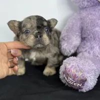 Truffle, a male French Bulldog for sale in Greensboro, NC – Photo 1 of 7