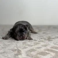 Truffle, a male French Bulldog for sale in Greensboro, NC – Photo 5 of 7