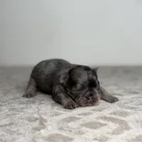 Truffle, a male French Bulldog for sale in Greensboro, NC – Photo 4 of 7