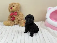 Teddy, a male Poodle - Toy  for sale in Greensboro, NC – 1 of 4