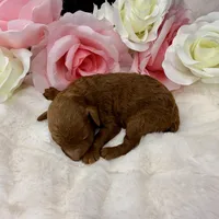 Honey-L, a female Poodle - Toy  for sale in Greensboro, NC – Photo 6 of 6