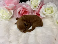 Honey, a female Poodle - Toy  for sale in Greensboro, NC – Photo 1 of 2