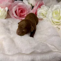 Honey-L, a female Poodle - Toy  for sale in Greensboro, NC – Photo 5 of 6