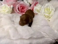 Honey, a female Poodle - Toy  for sale in Greensboro, NC – Photo 2 of 2