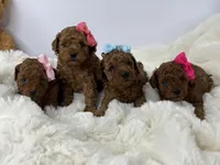 Honey-L, a female Poodle - Toy  for sale in Greensboro, NC – Photo 4 of 6