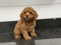 Honey-R, a female Poodle - Toy  for sale in Greensboro, NC – Photo 2 of 6