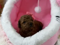 Honey-L, a female Poodle - Toy  for sale in Greensboro, NC – Photo 3 of 6