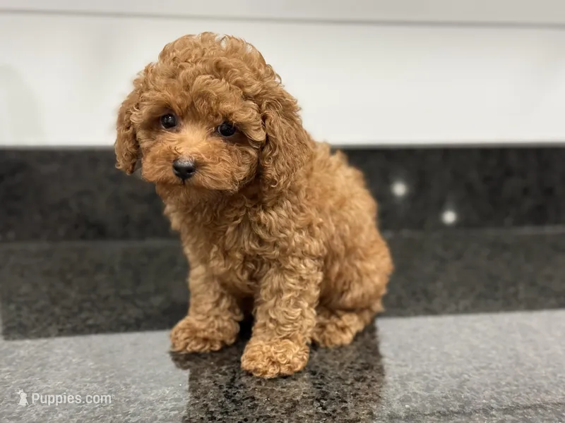 Honey-R – Poodle - Toy  puppy for sale in Greensboro, NC