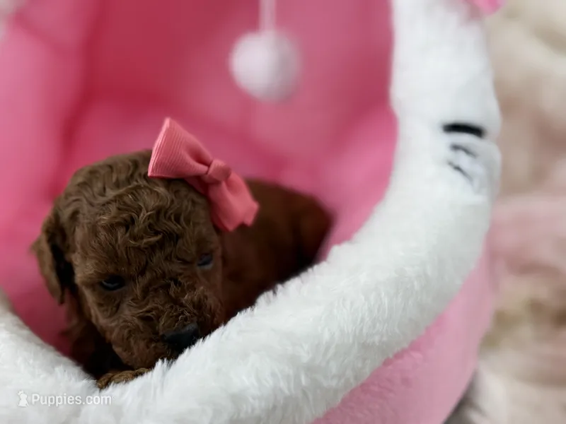 Honey-L – Poodle - Toy  puppy for sale in Greensboro, NC