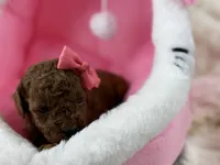 Honey-L, a female Poodle - Toy  for sale in Greensboro, NC – Photo 2 of 6